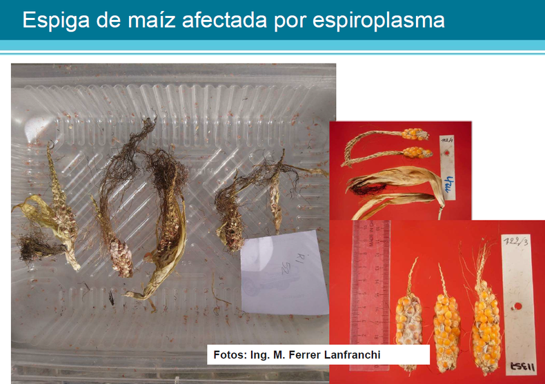 Spiroplasma Pautas Para Mitigar Los Da Os En El Ma Z