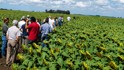 Ensayos girasol CREA Oeste arenoso