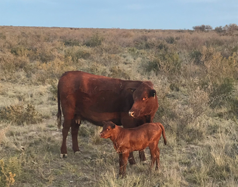 La incorporación de genética Bonsmara en el rodeo de base Hereford permitió seleccionar ejemplares destacados en fertilidad, mansedumbre y condición corporal, cualidades críticas en una zona productiva compleja y desafiante.