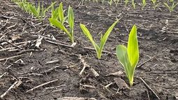 flash de mercados: informe de granos al 30/04/25 - maiz / girasol