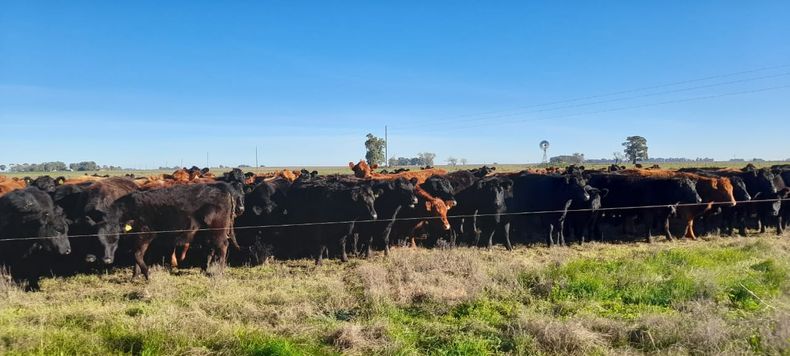 Los establecimientos —Colonias Ortiz Basualdo y Ferrari— pertenecen a la Estación Experimental INTA Cuenca del Salado y abarcan en conjunto 2.800 hectáreas.