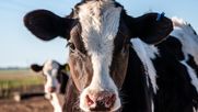 Vacas manual tambo en foco 2026