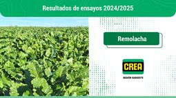 remolacha azucarera: un ensayo pionero en la region crea sudoeste