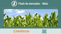 flash de mercados: informe al 05/06/26 - cultivo de maiz