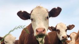 semillas forrajeras: una gran oportunidad para aprovechar ahora mismo por el cambio de precios relativos