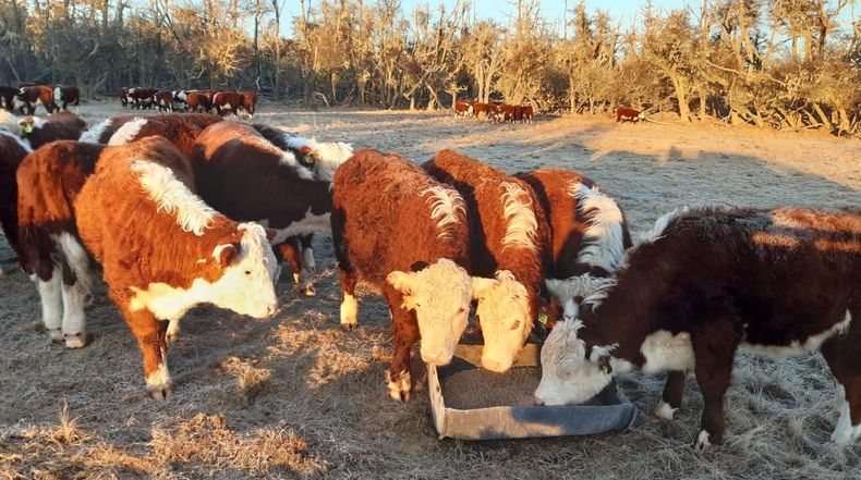 Hereford en Tierra del Fuego
