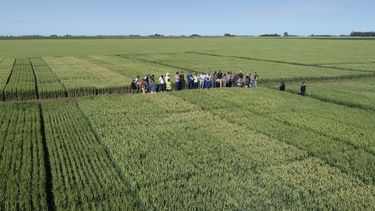 cultivares de trigo: ensayos crea 2025/26 en la region sudeste