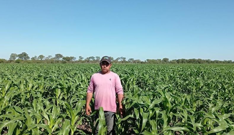 Arturo Monasterio, encargado del campo, en un lote de maíz.
