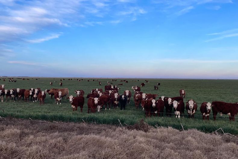 Los lotes sembrados con avena, además de cubrir el suelo y mejorar su estructura, permiten reemplazar una aplicación de herbicidas por una cosecha destinada a la alimentación animal.
