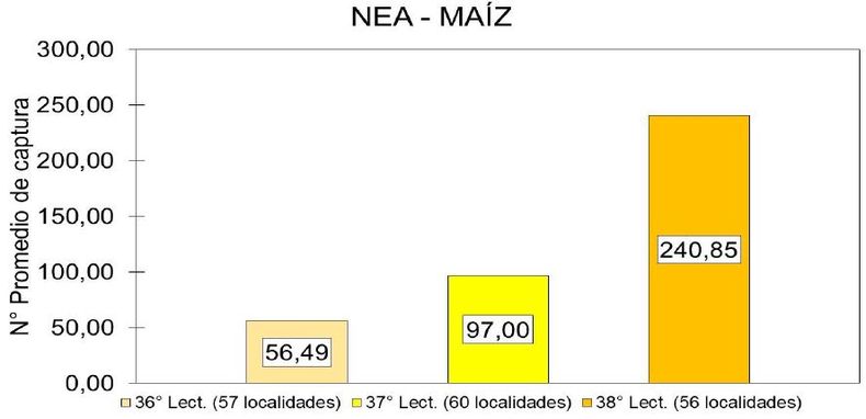 Evolución del número promedio de capturas de Dalbulus maidis registradas exclusivamente en trampas ubicadas sobre cultivos de maíz en la región NEA, según datos de los últimos tres informes de la la Red Nacional de Monitoreo.
