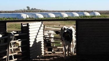 gestiones lecheras crea: un llamado de atencion sobre la estructura de costos