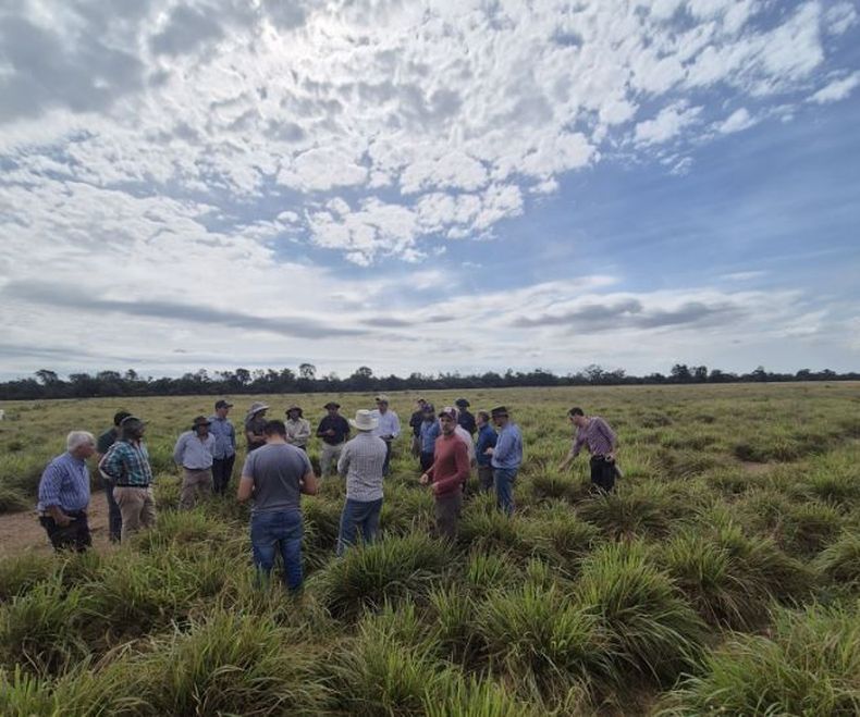 Pasturas megatérmicas de alta producción