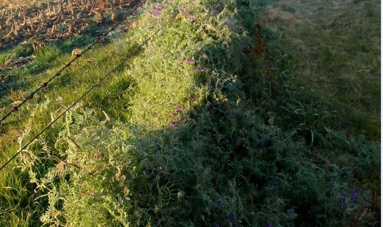 Borde de alambrados con vicia para evitar la aparici&oacute;n de malezas.