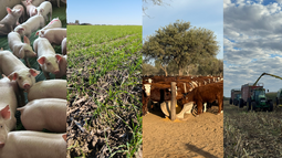 Planificación impositiva saldos iva SEA actividades agro 2026