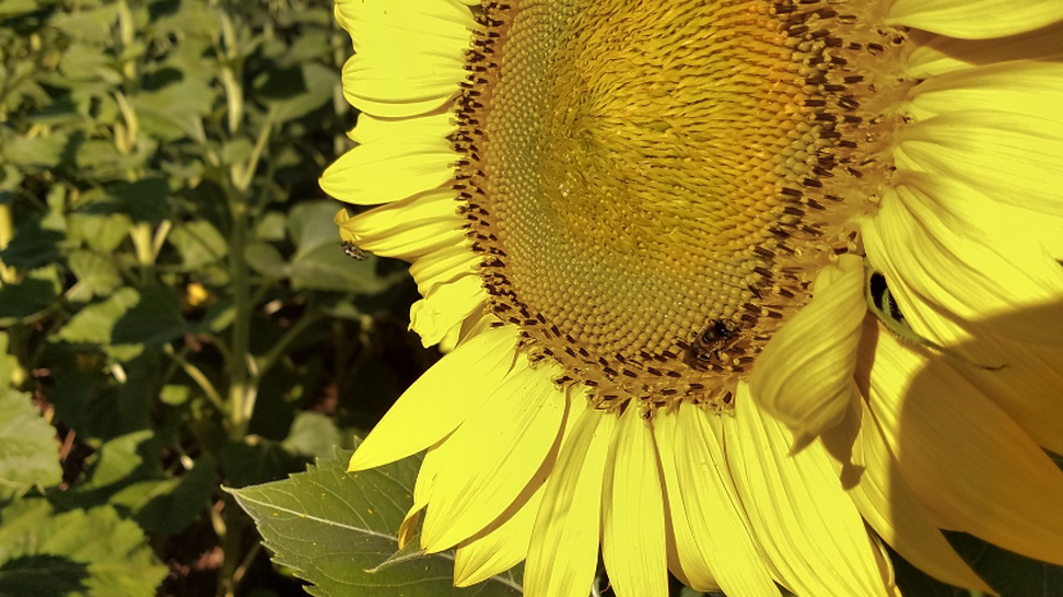 girasol