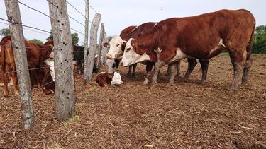 Vacas ganadería para gestión empresarial rural