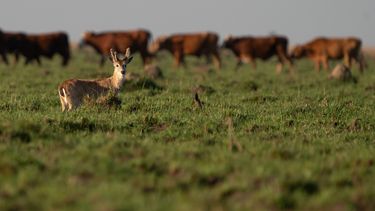 Gestión de la biodiversidad en los agroecosistemas.