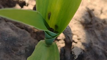 Dalbulus maidis