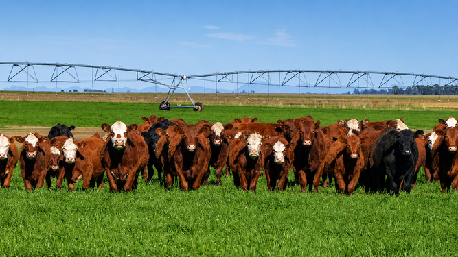 Equipo de riego y vacas SUO