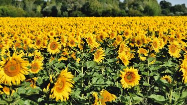 Flash de mercados. El precio del girasol se encuentra por arriba del precio de la soja.