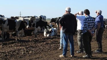 buenas noticias: descubri el nuevo dato auspicioso para la lecheria argentina