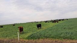 sostenibilidad: la ganaderia como aliada de la agricultura en mar y sierras