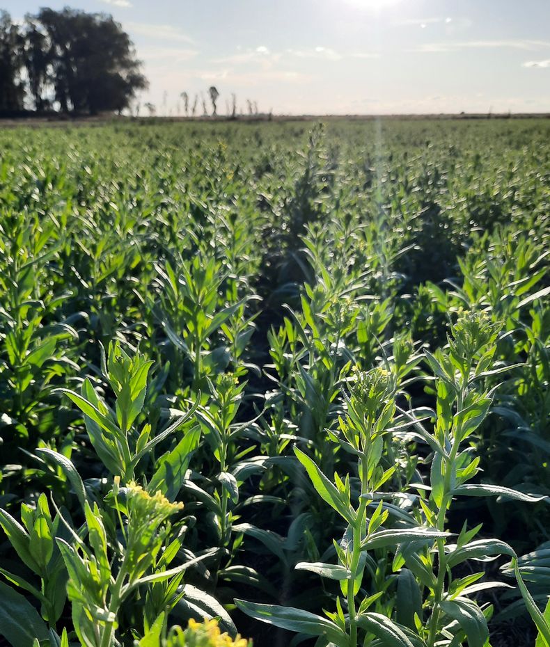 En la campaña actual proyectan sembrar 400 hectáreas con camelina.