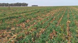 intensificacion: verdeos de invierno y diferidos de maiz en la region sudoeste