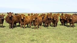 subir el peso medio de faena no implica necesariamente mayor produccion de carne