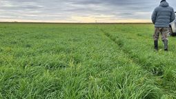 raigras de ciclo corto para ajustar la cadena forrajera