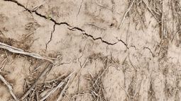 soja en retroceso: mas de dos millones de hectareas fuera del mapa agricola 2025/26