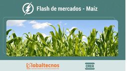 flash de mercados: informe de mercado de granos al 30/10/25 - una semana en alza para el maiz
