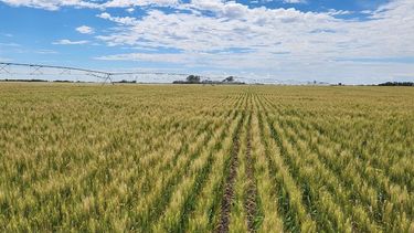agtech: ver el rendimiento de trigo desde el espacio antes de la cosecha para planificar la comercializacion