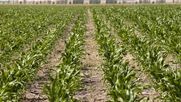 flash de mercados: informe de granos al 20/11/24 - maiz