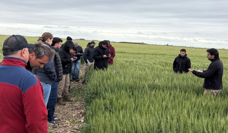 Gira agronómica de trigo en la región CREA Sur de Santa Fe