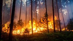 incendios en la patagonia: como impactan en la ganaderia y el ambiente