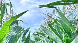 buenas noticias: el maiz ya esta a salvo de la chicharrita del maiz (aunque hay que seguir monitoreando)