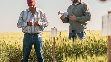 cultivares de trigo: datos que muestran la importancia de contar con una red de evaluacion propia
