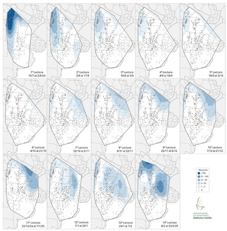 Mapa de calor establecido en función de la evolución de la cantidad de adultos de la chicharrita del maíz (Dalbulus maidis) capturados con trampas cromáticas adhesivas en las localidades relevadas desde el primer al decimotercer informe de la Red Nacional de Monitoreo de la chicharrita del maíz (Dalbulus maidis).