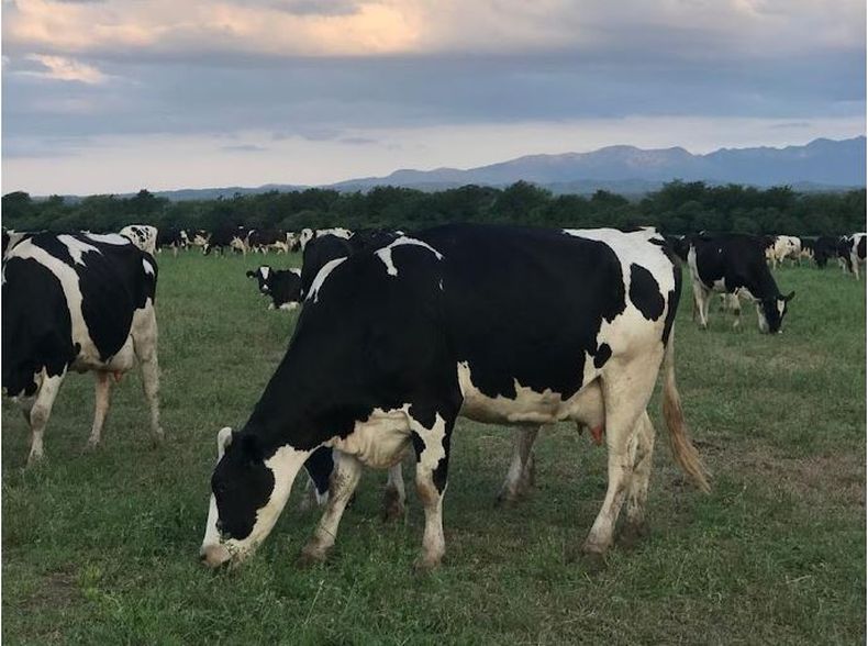 Rodeo de vacas del tambo del Arenal en Rosario de la Frontera (Salta)