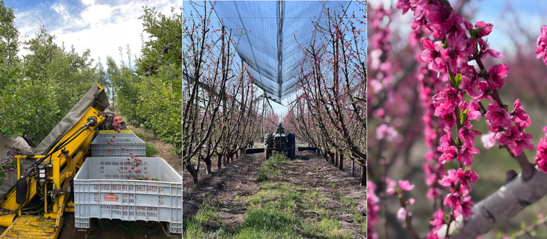 Frutas Escartín es miembro de la Asociación de Productores y Exportadores de Frutas Frescas. La empresa tiene 50 años de trayectoria en la fruticultura y 30 años en el sector exportador.