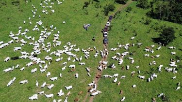 ganaderia regenerativa en el crea misiones de bolivia