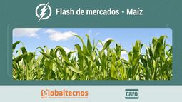 Flash de mercados maíz