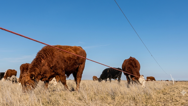 manejo holistico de pastizales en la region semiarida: receta para duplicar la capacidad del campo