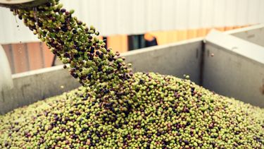 crea valles cordilleranos: las empresas agro de todos los rubros enfrentan un panorama complejo