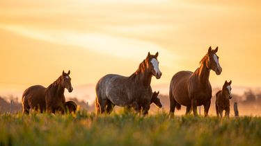 Caballos de polo y agricultura regenerativa: un combo virtuoso cordobés