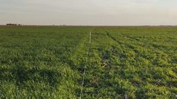 verdeos de invierno: una herramienta para optimizar la fertilizacion nitrogenada de un recurso clave