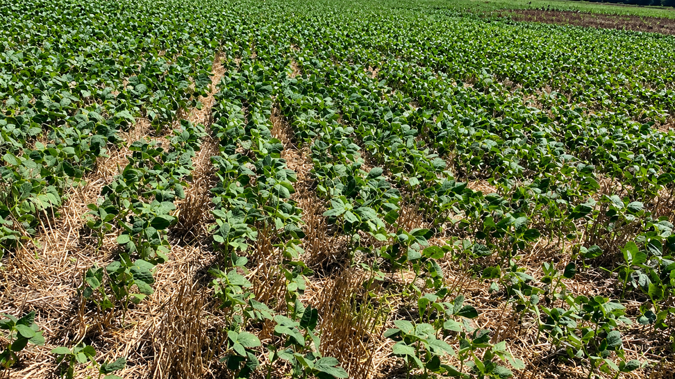 Cultivo de soja ensayos región 2025/26 CREA Mar y sierras&nbsp;