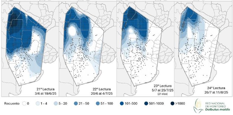 Mapa de calor establecido en función de la evolución de la cantidad de adultos de Dalbulus maidis capturados con trampas cromáticas adhesivas en las localidades relevadas desde el primer al vigésimo cuarto informe de la Red Nacional de Monitoreo de la chicharrita del maíz.