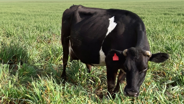 Vaca lechera pasturas